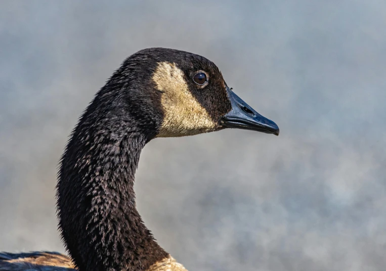 closeup of the head of a black duck in front of a gray sky