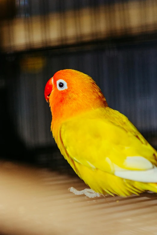 a bright orange and yellow parrot is perched on the floor