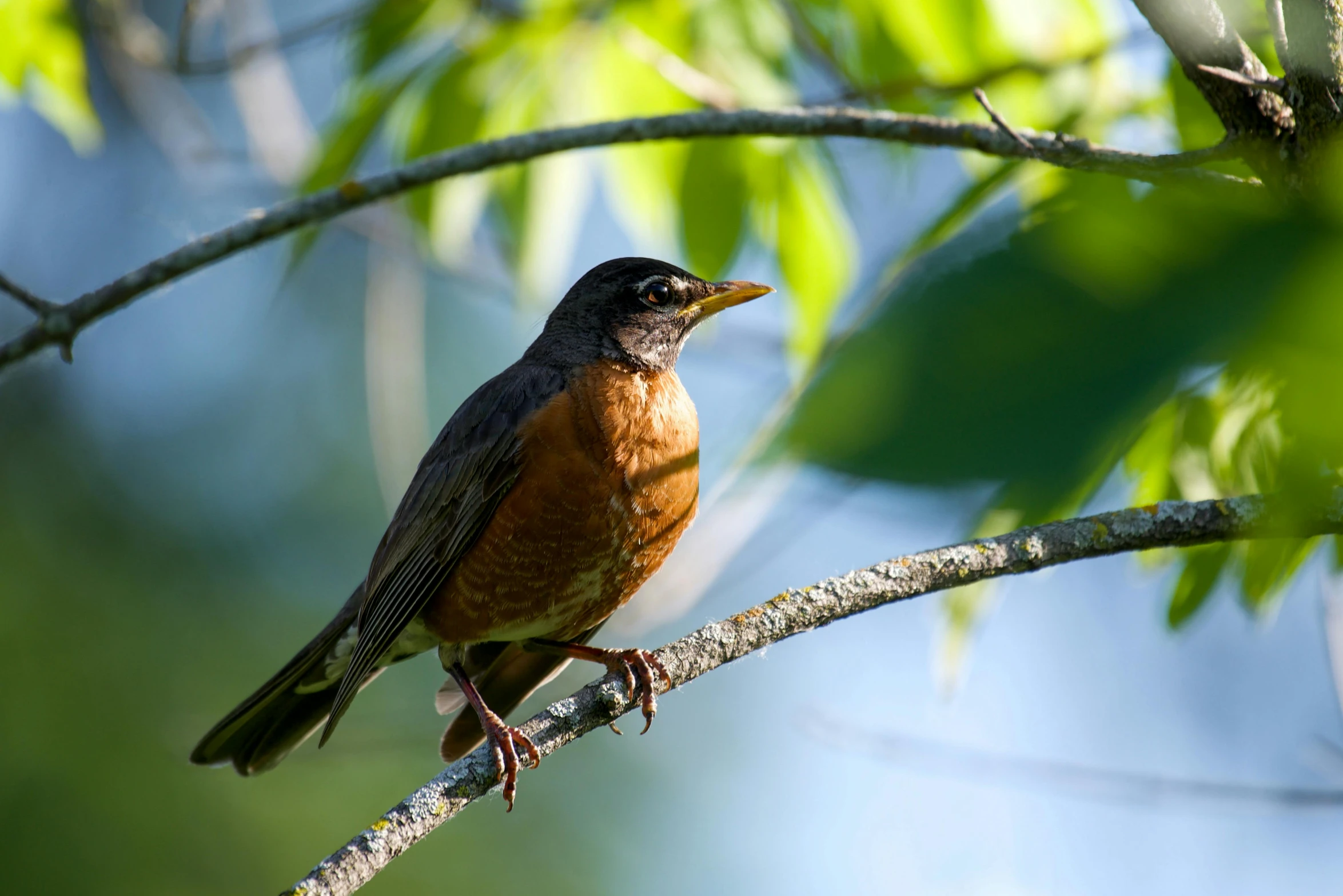 there is a bird perched on the limb of a tree