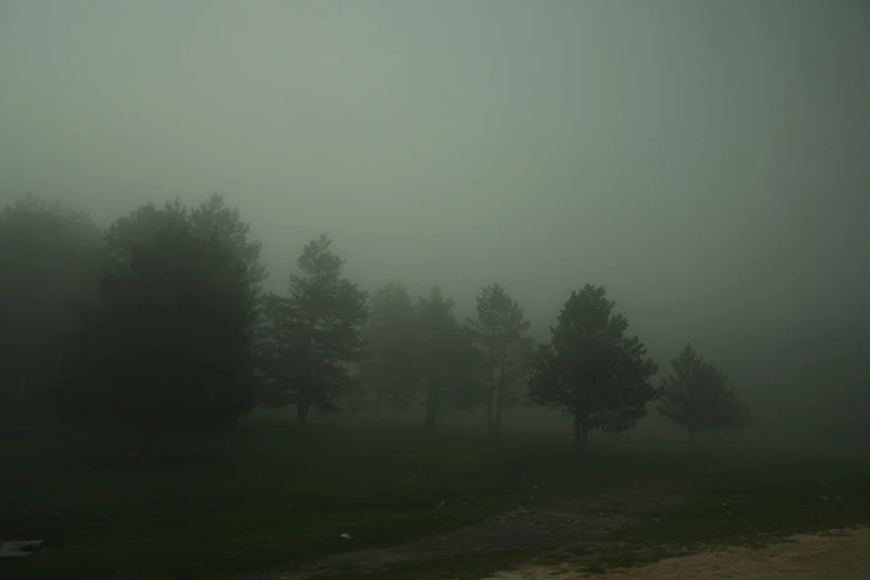 foggy pograph of trees on a grassy field