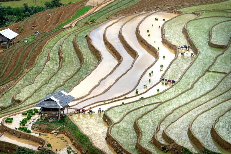 rice terraces are growing in the field near some houses