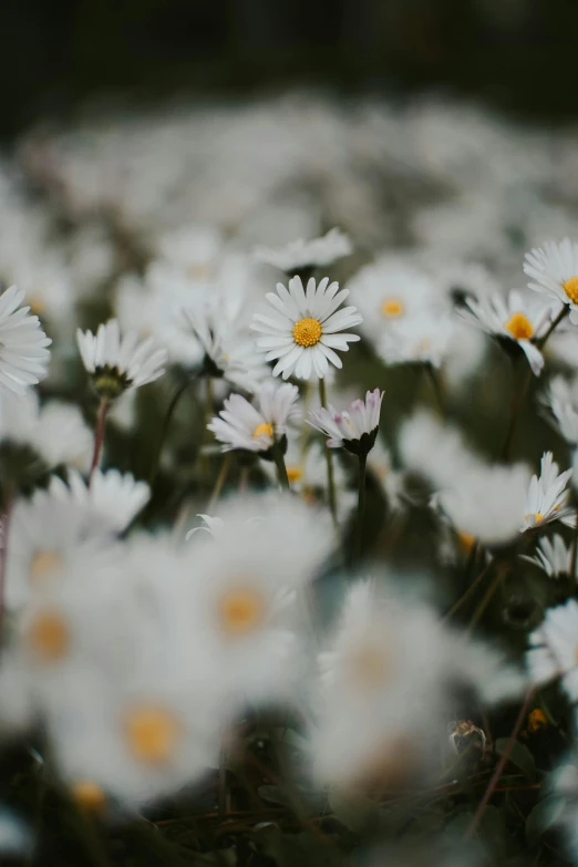 a field of white daisies in sunlight