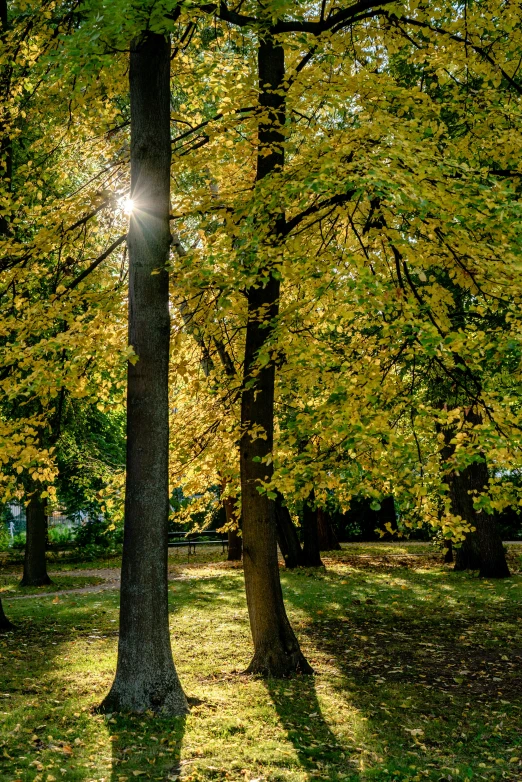the sun peeking through the trees in a park