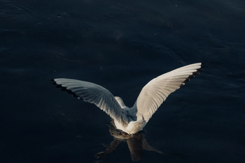 a single bird on the water spread its wings in flight