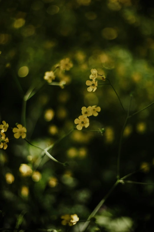 yellow flowers are sitting in the grass