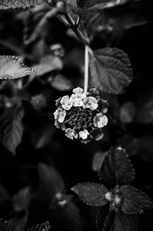 black and white po of flower in a bush