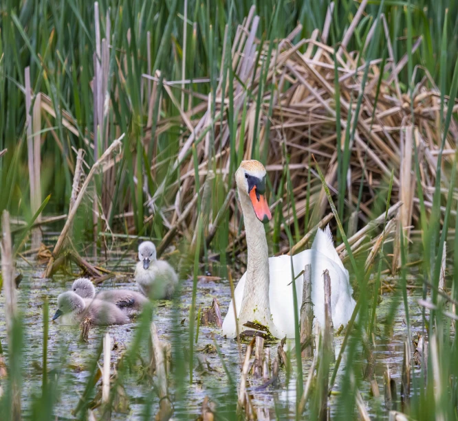 ducks swim in the water next to some grass