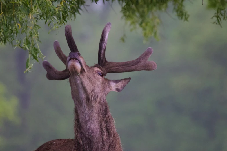 a deer with its nose against a tree