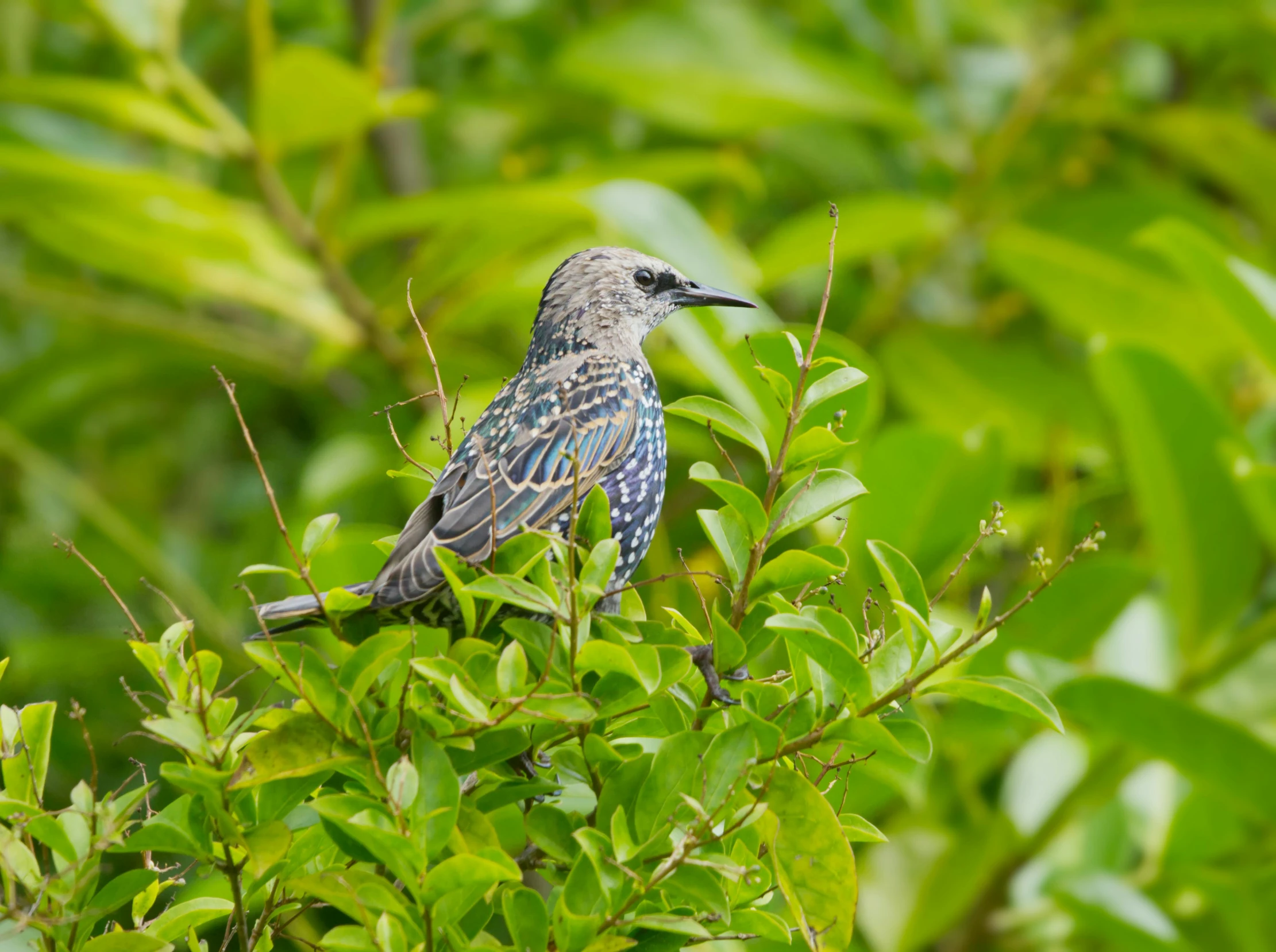 a blue and white bird is on a tree nch