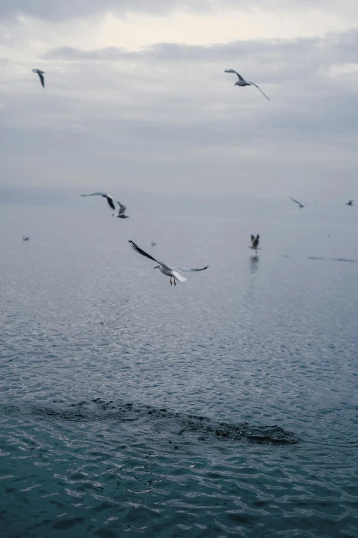 birds flying above the ocean on a foggy day