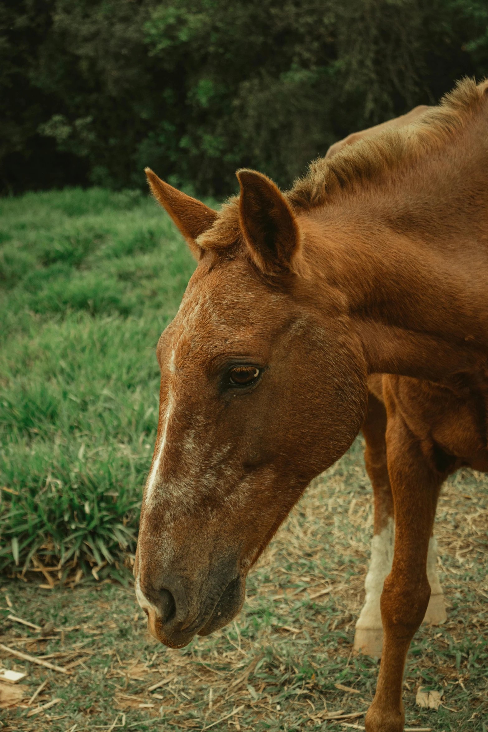 a brown horse stands in the grass outside