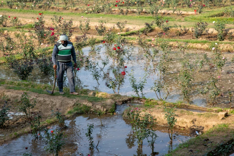 a man is walking through a flooded field with flowers