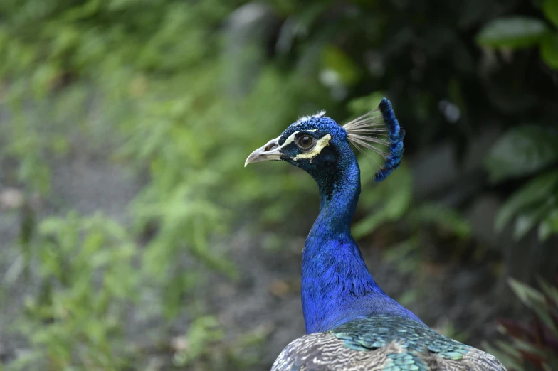 a peacock stands on the ground among greenery