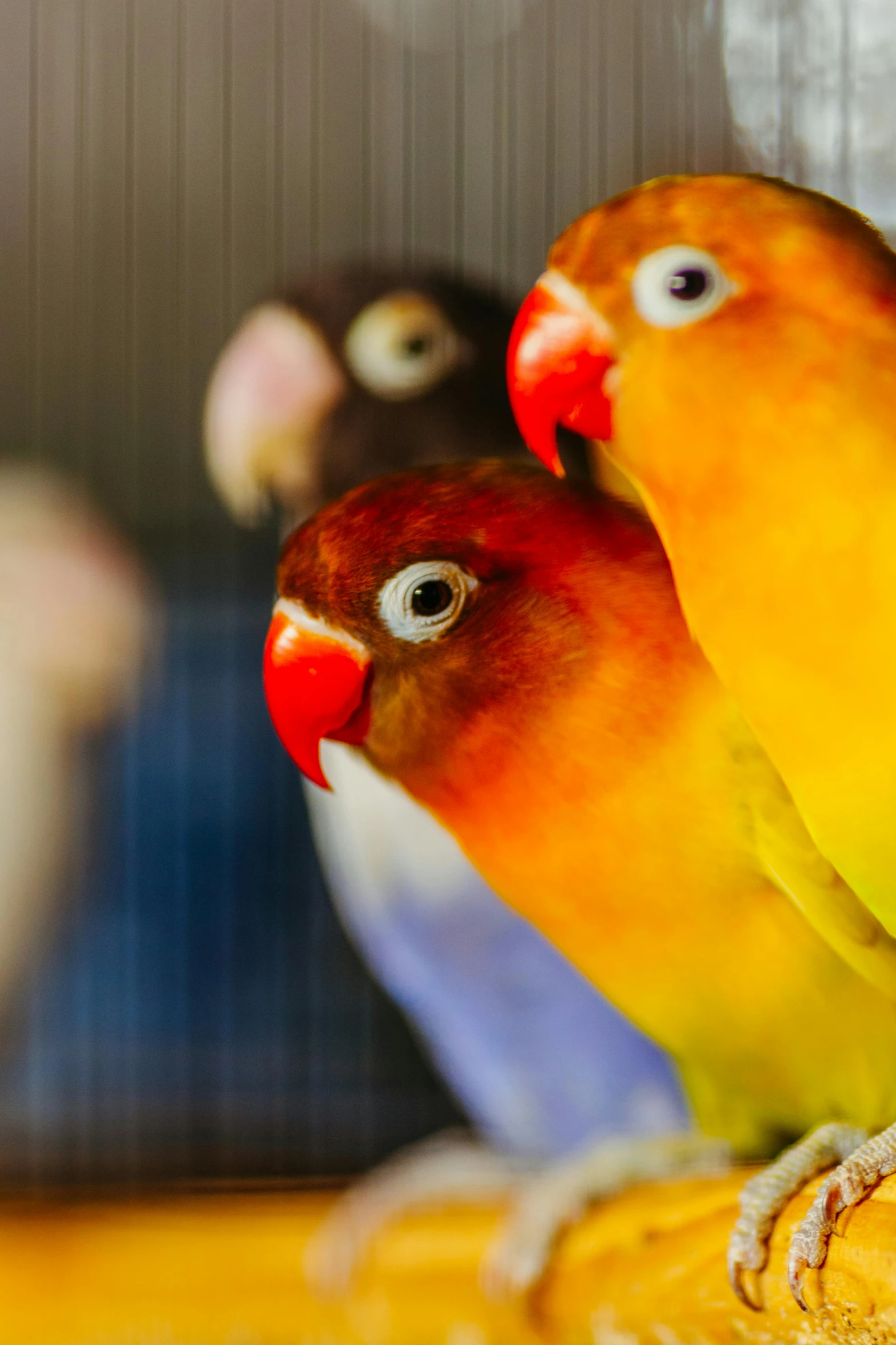 a couple of colorful birds are standing on top of a counter