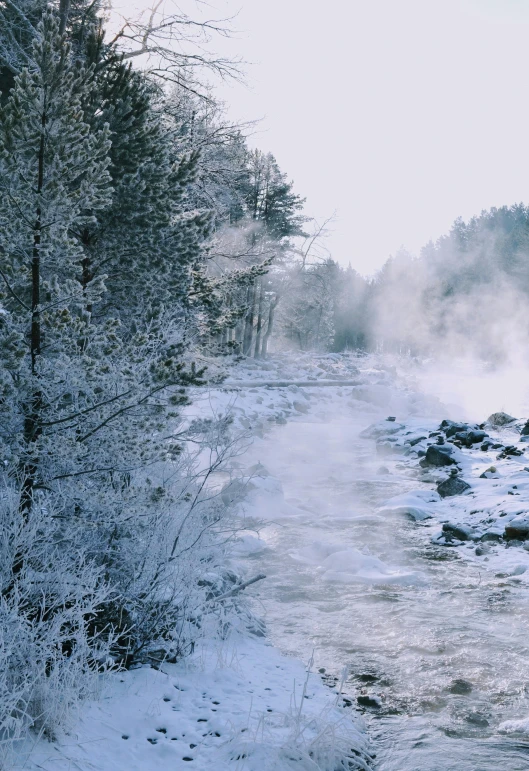 snow covered shrubs and bushes on the side of a river