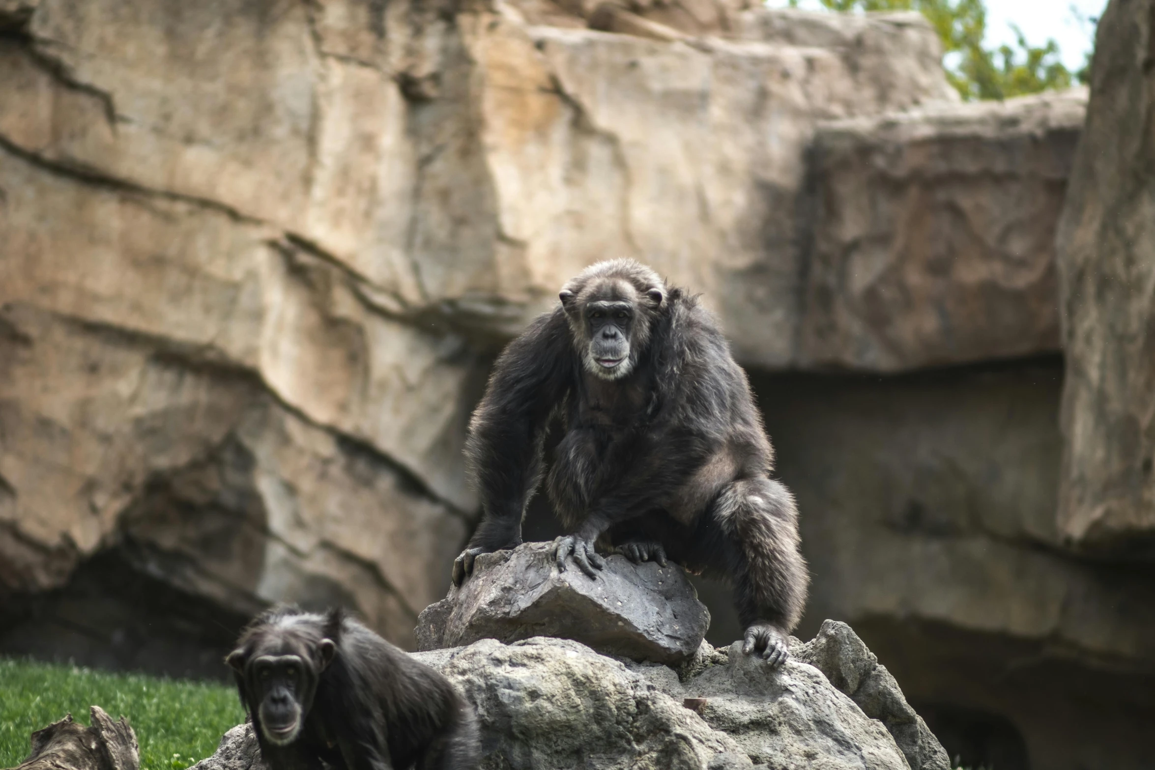 a gorilla sitting on top of a rock next to another monkey