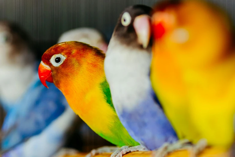 some colorful birds are sitting on a perch