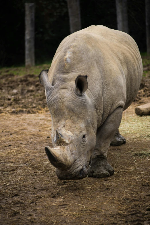 a rhinoceros with horns bent up eating