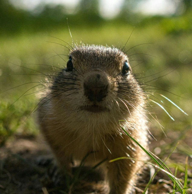 a brown rodent is looking over some tall grass