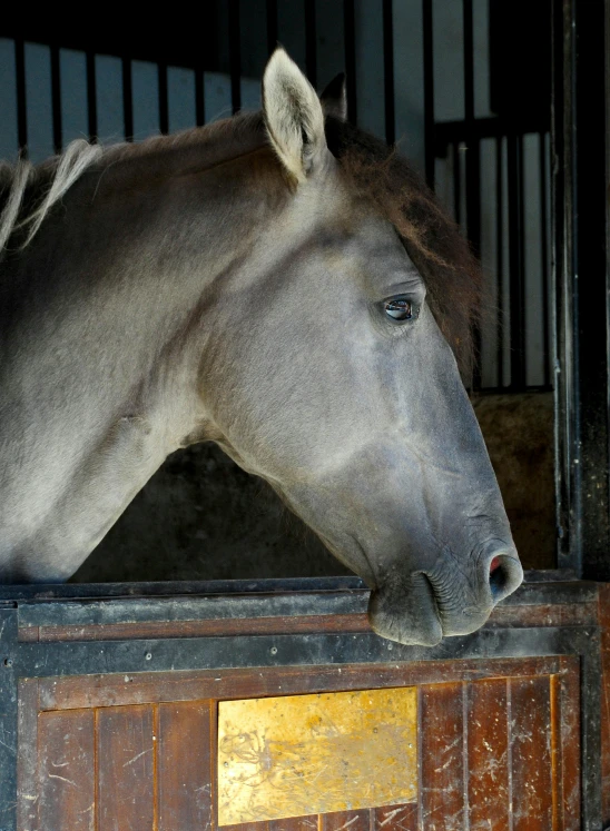 a horse looks over a gated in pen