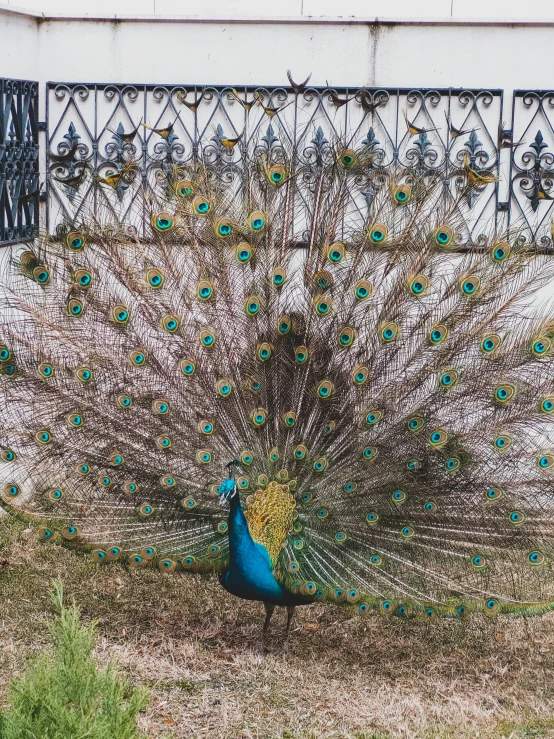 there is a peacock displaying its very fancy feathers