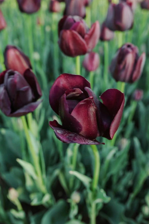 a flower in a field of purple flowers