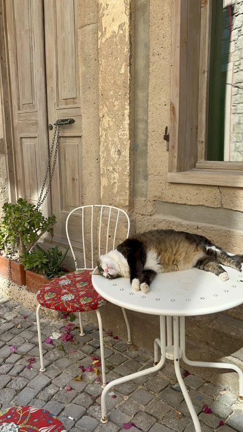 a cat laying down on top of a white table