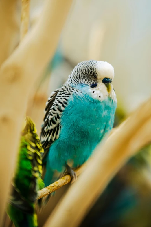 a small bird perched on top of a leaf covered tree