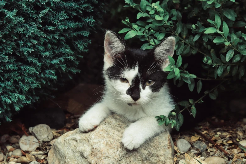 a cat sitting on top of a rock near trees