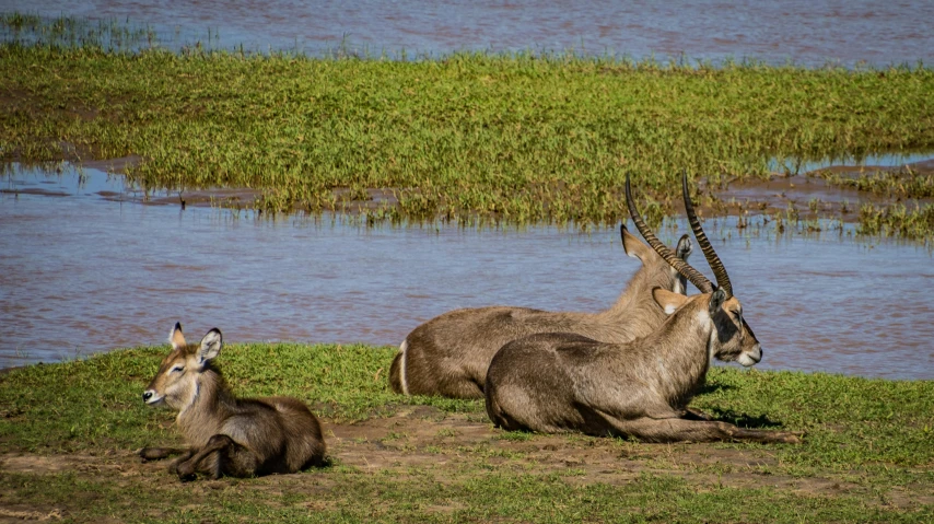 two antelope laying in the grass beside a river