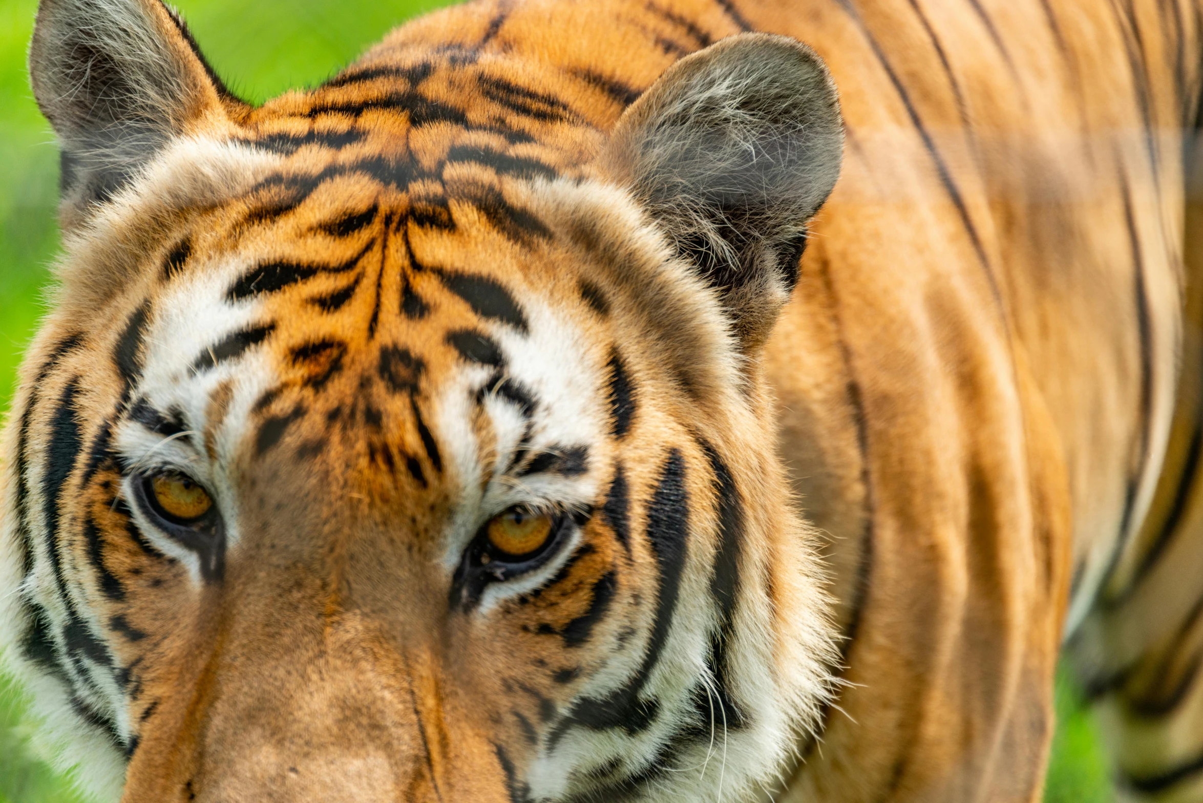 a large tiger looks off into the distance