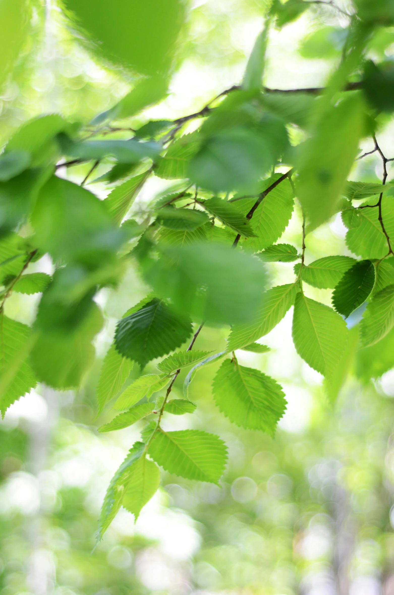 a tree with green leaves in the sunlight