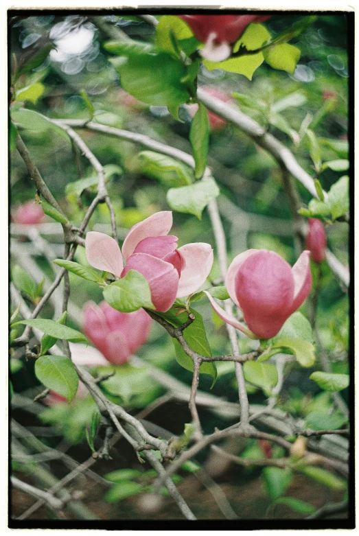 a blurry image of pink roses in a tree