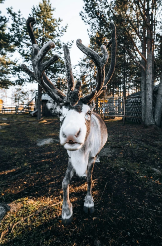 an animal standing on top of grass covered ground