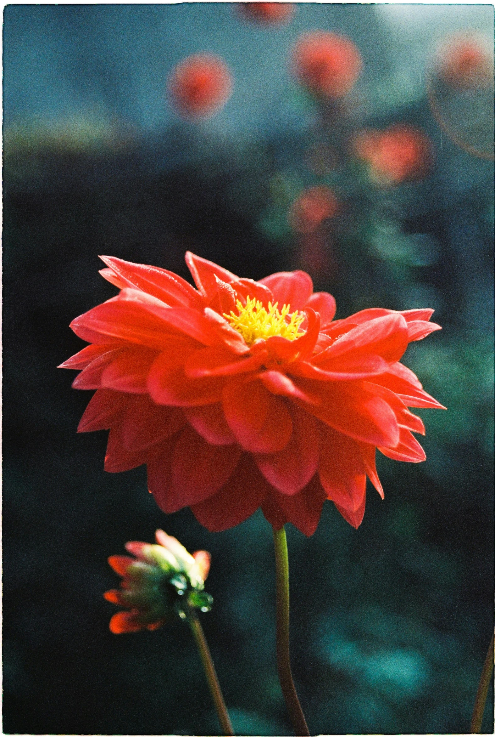 two red flowers sitting in front of a green background