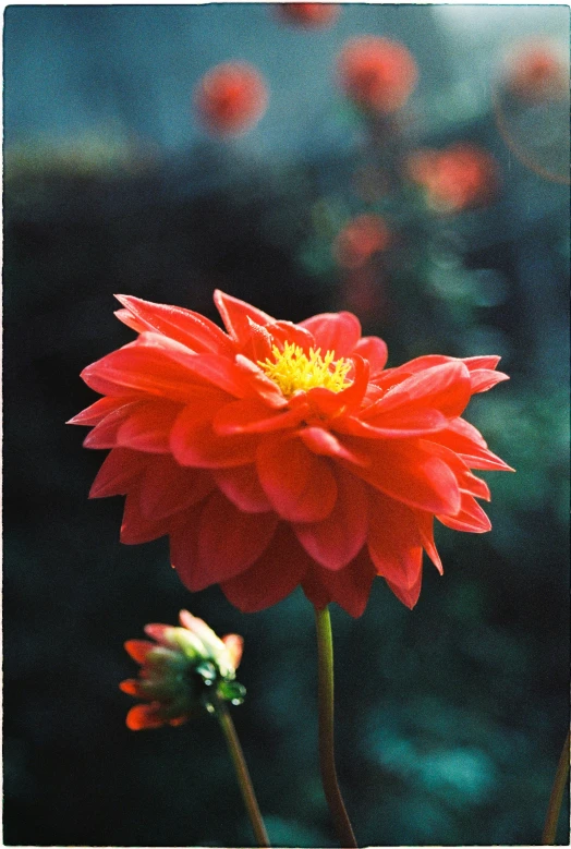 two red flowers sitting in front of a green background