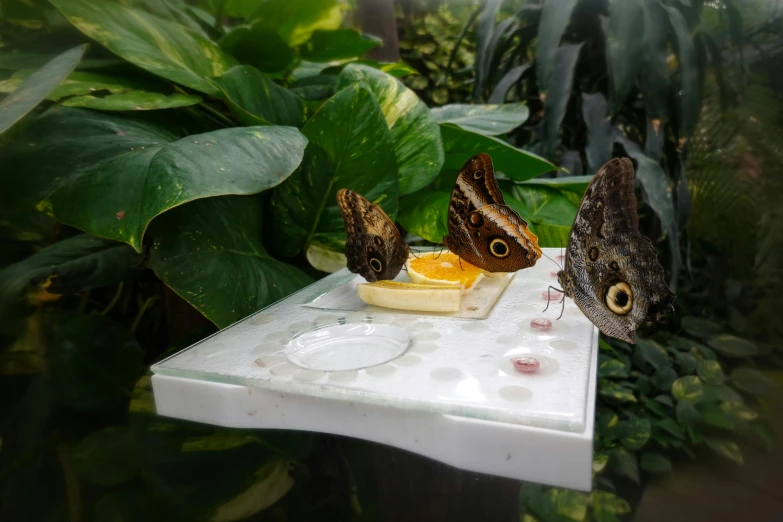 two erflies sitting on top of a plastic plate on top of a table