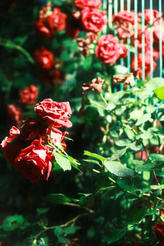 a bush of roses near a fence in front of it