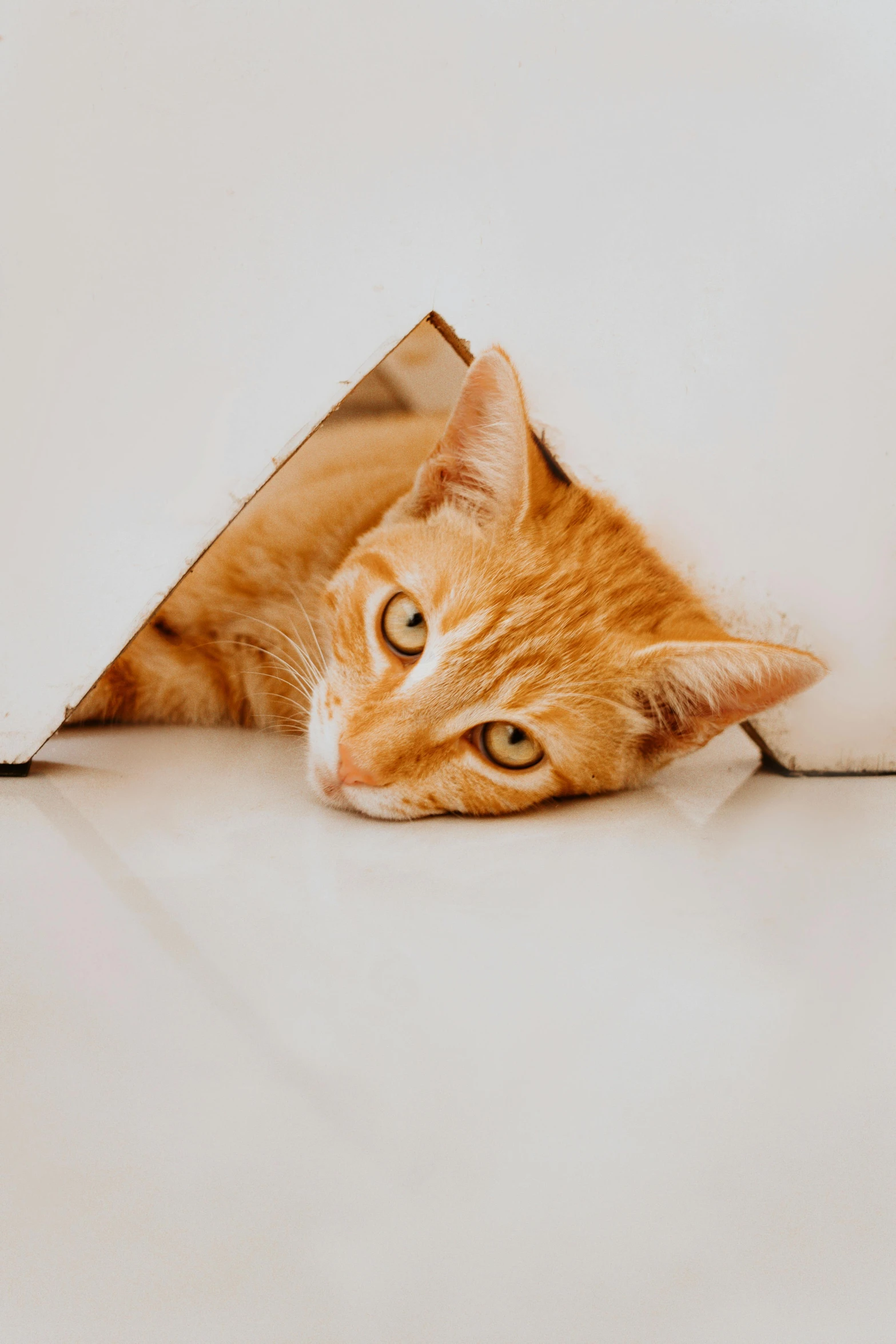 an orange cat is peaking its head out of the tunnel