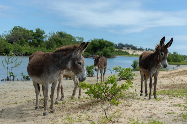 three donkeys standing together on a dirt field