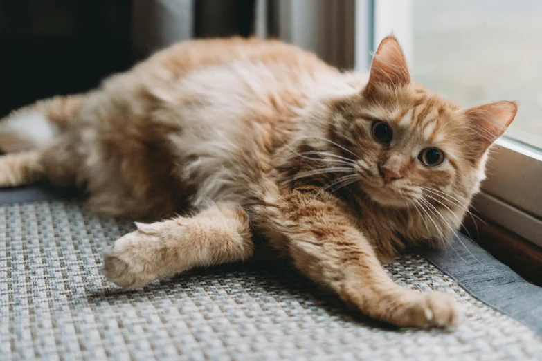 the cat is laying down by the window