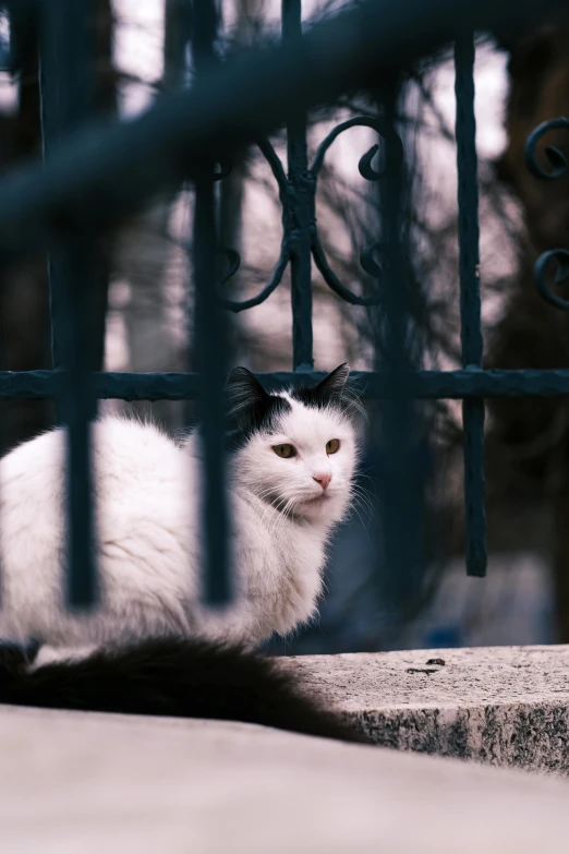 a white cat with black spots sitting next to a iron gate