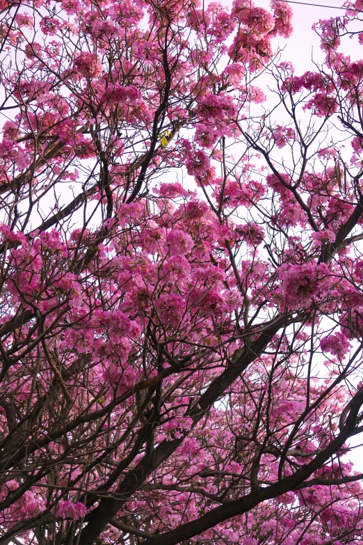 a tall tree with pink flowers and a blue sign