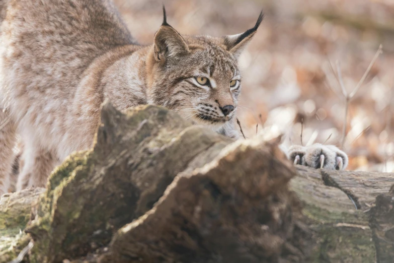 lynx on rocky terrain staring at camera