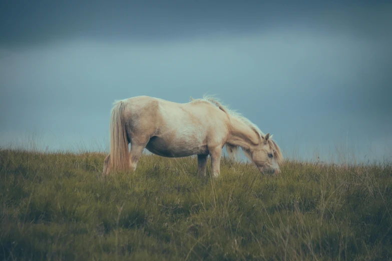 a white horse eating grass on a hill