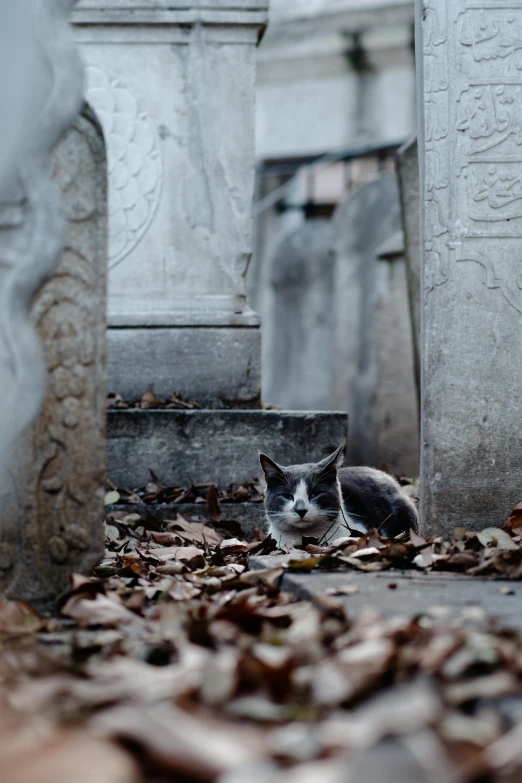 a cat is laying in the leaves at the cemetery