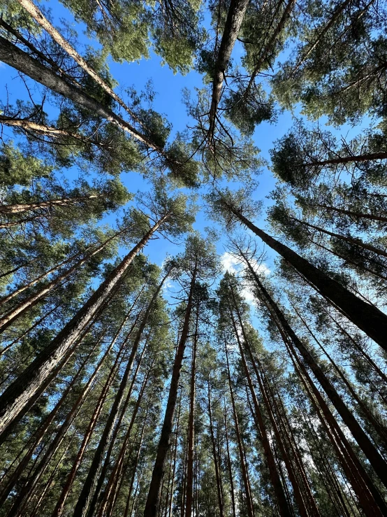 looking up into the tops of some tall pine trees