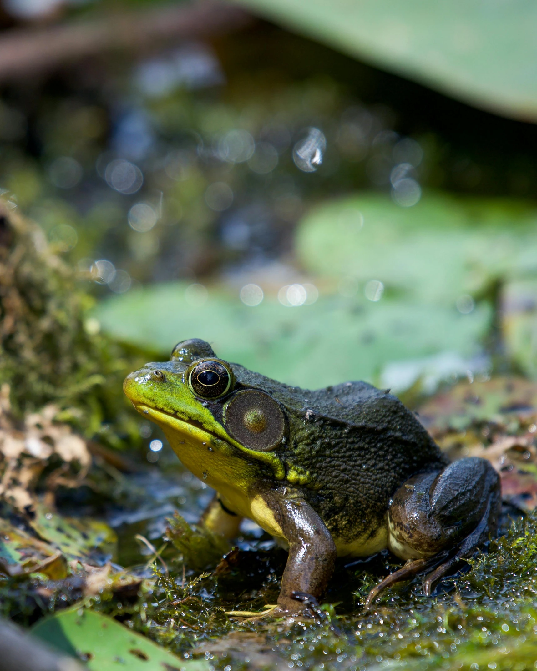 a frog sitting on top of a moss covered ground