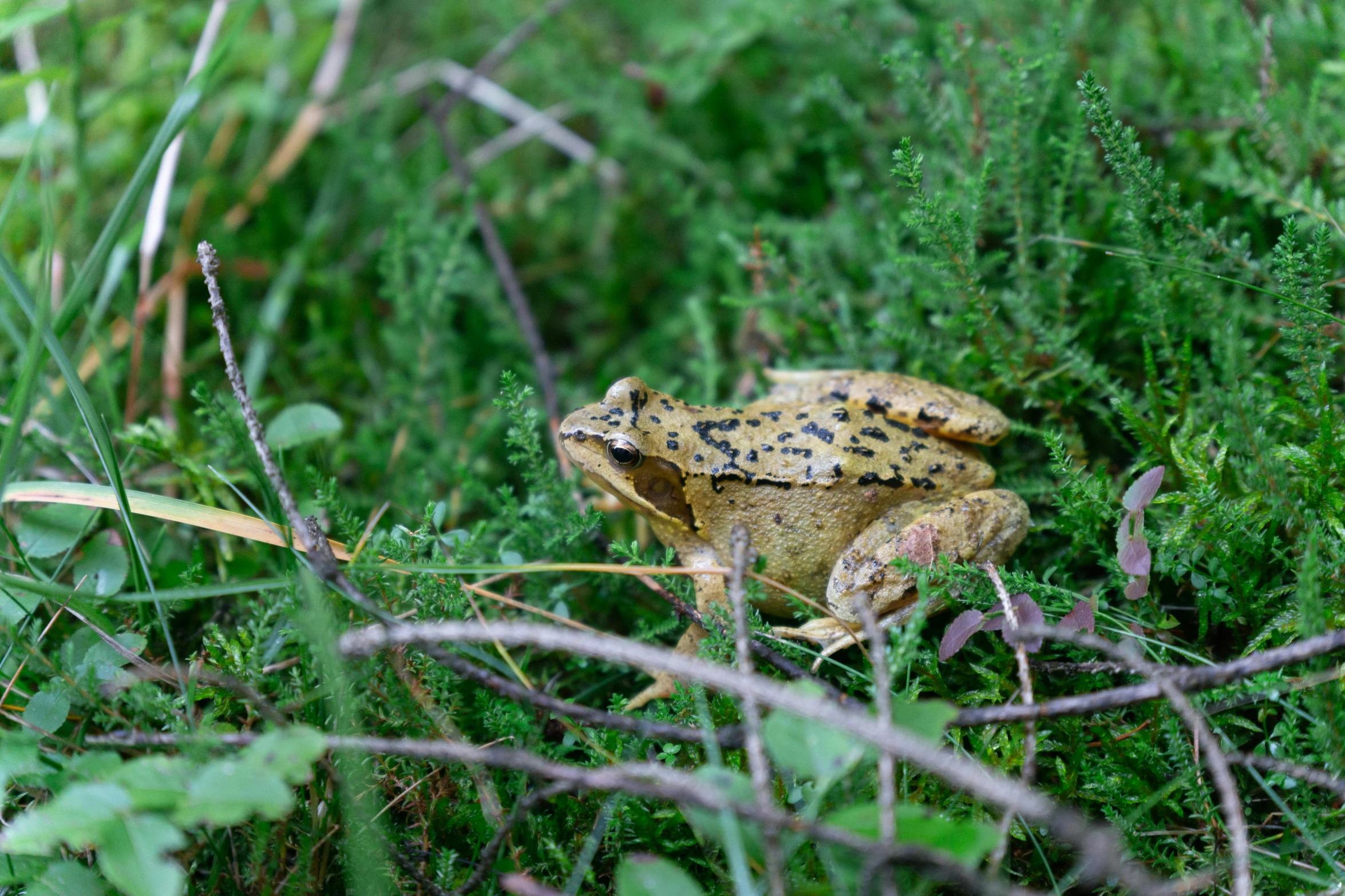 a frog sitting on a green patch of grass in the wild