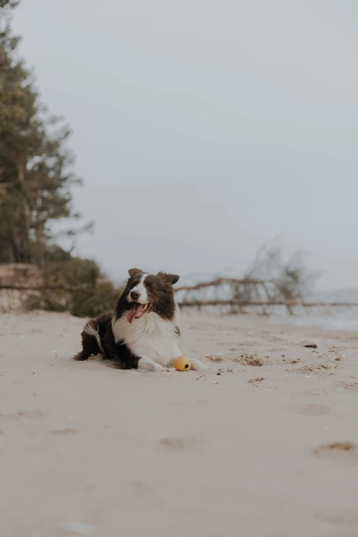 the dog is enjoying a snack on the beach